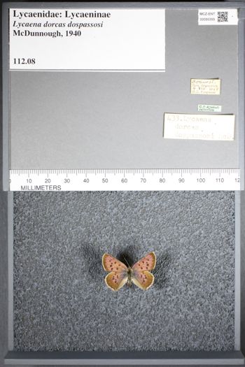 Media type: image;   Entomology 50355